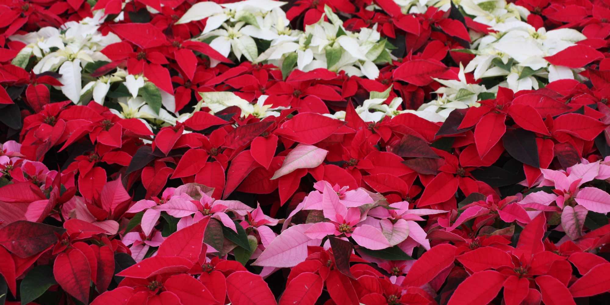 Send Poinsettia to Ukraine